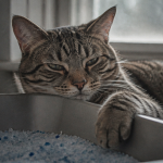 chat malade qui se couche dans sa litière