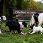 Cinq chiens blanc et noir jouent dans un parc