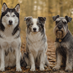 Trois chien gris blanc races forêt