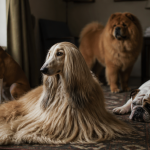 chien le plus bête plusieurs races salon