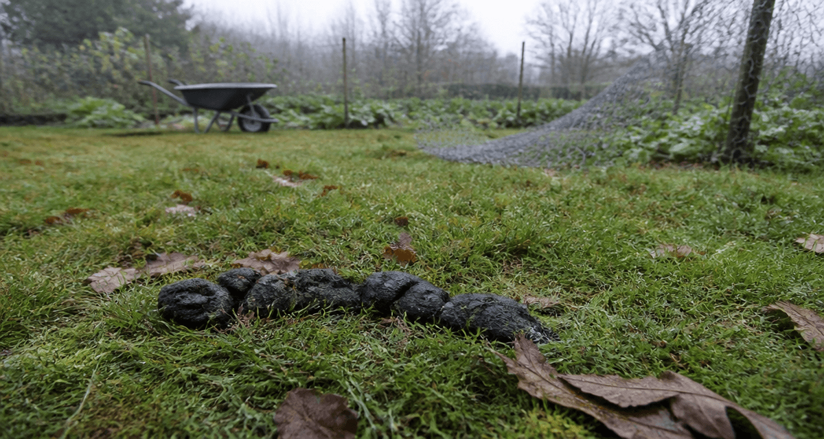 crotte de sanglier sur herbe humide