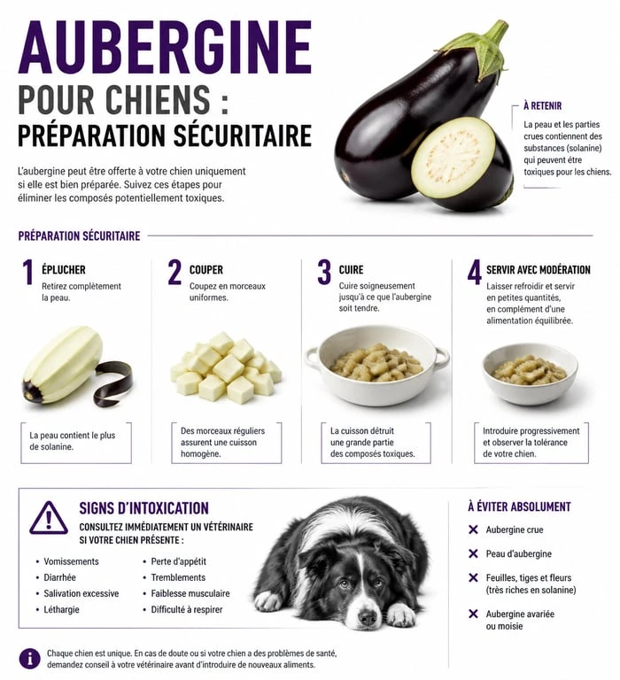Infographie sur la préparation sécurisée de l'aubergine pour chien et les risques de toxicité