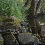 serpent d eau douce couleuvre vipérine sur pierres