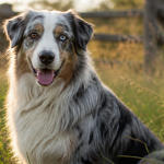 berger australien bleu merle assis dans un pré