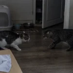 Mes chats se battent du jour au lendemain : conflit entre deux chats