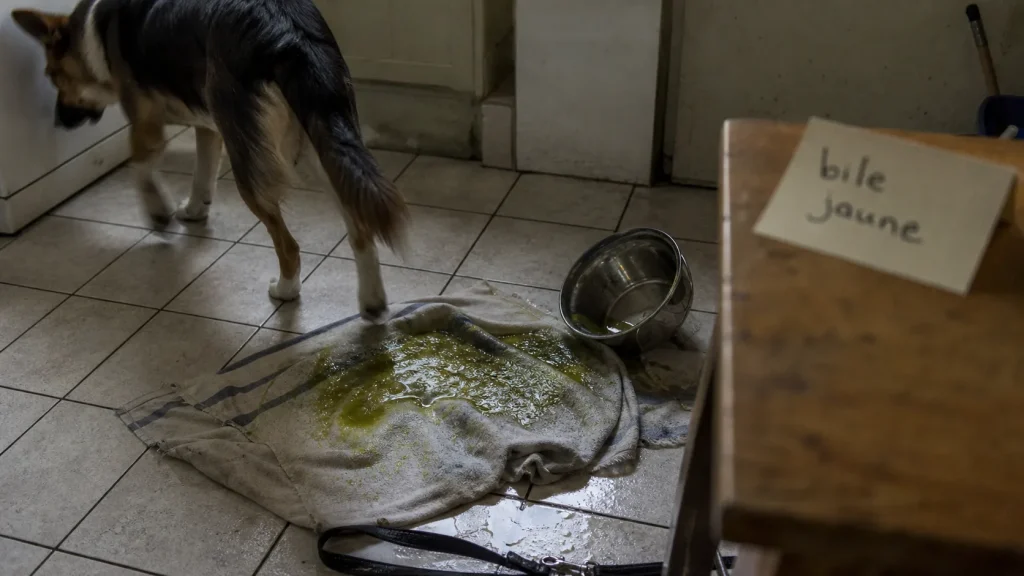 Vomissements bilieux chez le chien : estomac vide, gestes utiles et signes d’alerte