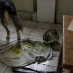 Mon chien vomit de la bile : liquide jaune-vert, chien et torchon sale dans la cuisine