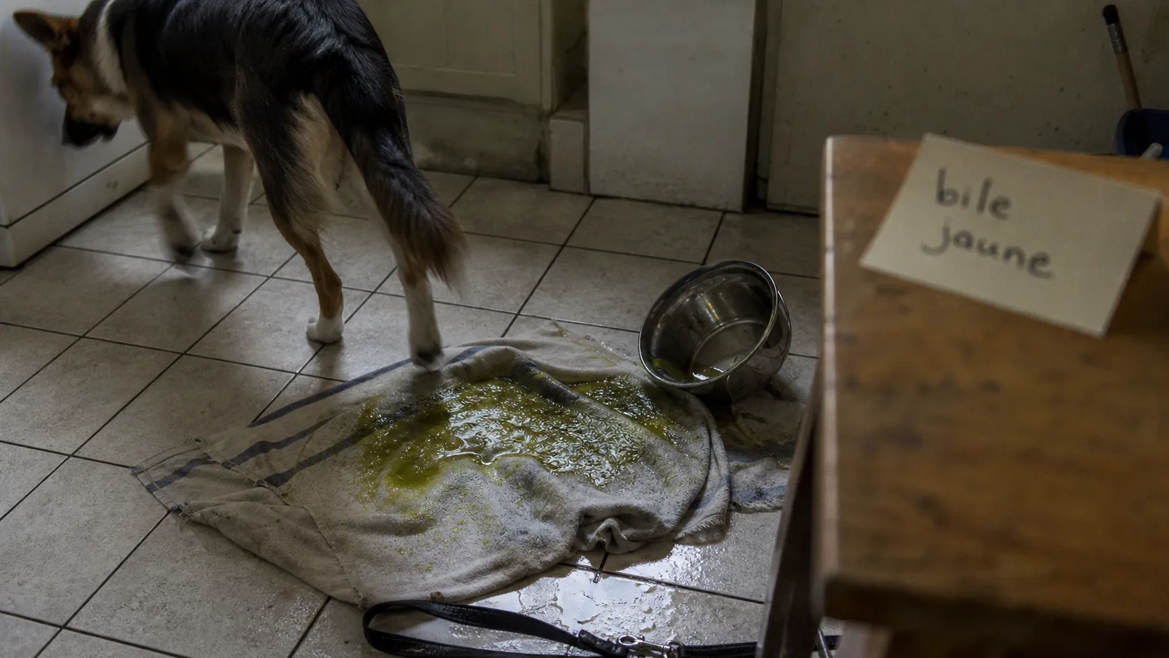 Mon chien vomit de la bile : liquide jaune-vert, chien et torchon sale dans la cuisine