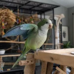 Perruche souris sur un porte-mangeoires, volière en arrière-plan