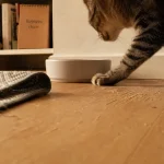 Pourquoi mon chat gratte le sol autour de sa gamelle, traces de griffes près de la gamelle