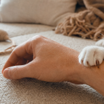 Pourquoi mon chat me mordille : jeu ou affection, morsure légère sans blessure