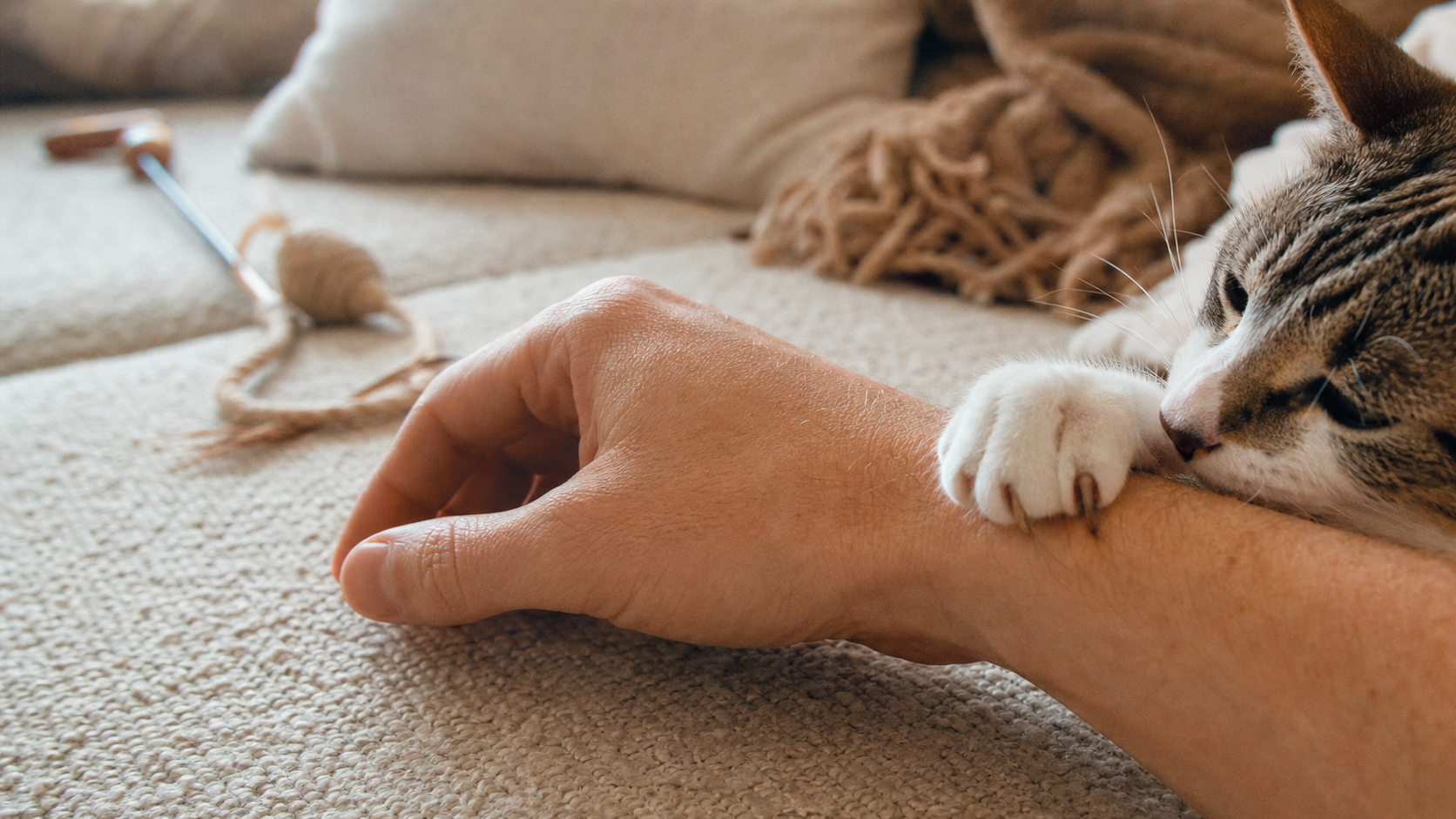 Pourquoi mon chat me mordille : jeu ou affection, morsure légère sans blessure
