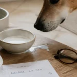 Lait chien renversé dans un bol, chien adulte qui renifle
