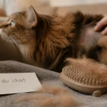 Poil du chat : brosse à caoutchouc et inspection de la peau