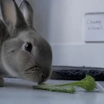 Vision lapin : champ visuel bleu-vert, angle mort