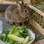 Lapin mange du foin : alimentation lapin, eau à disposition
