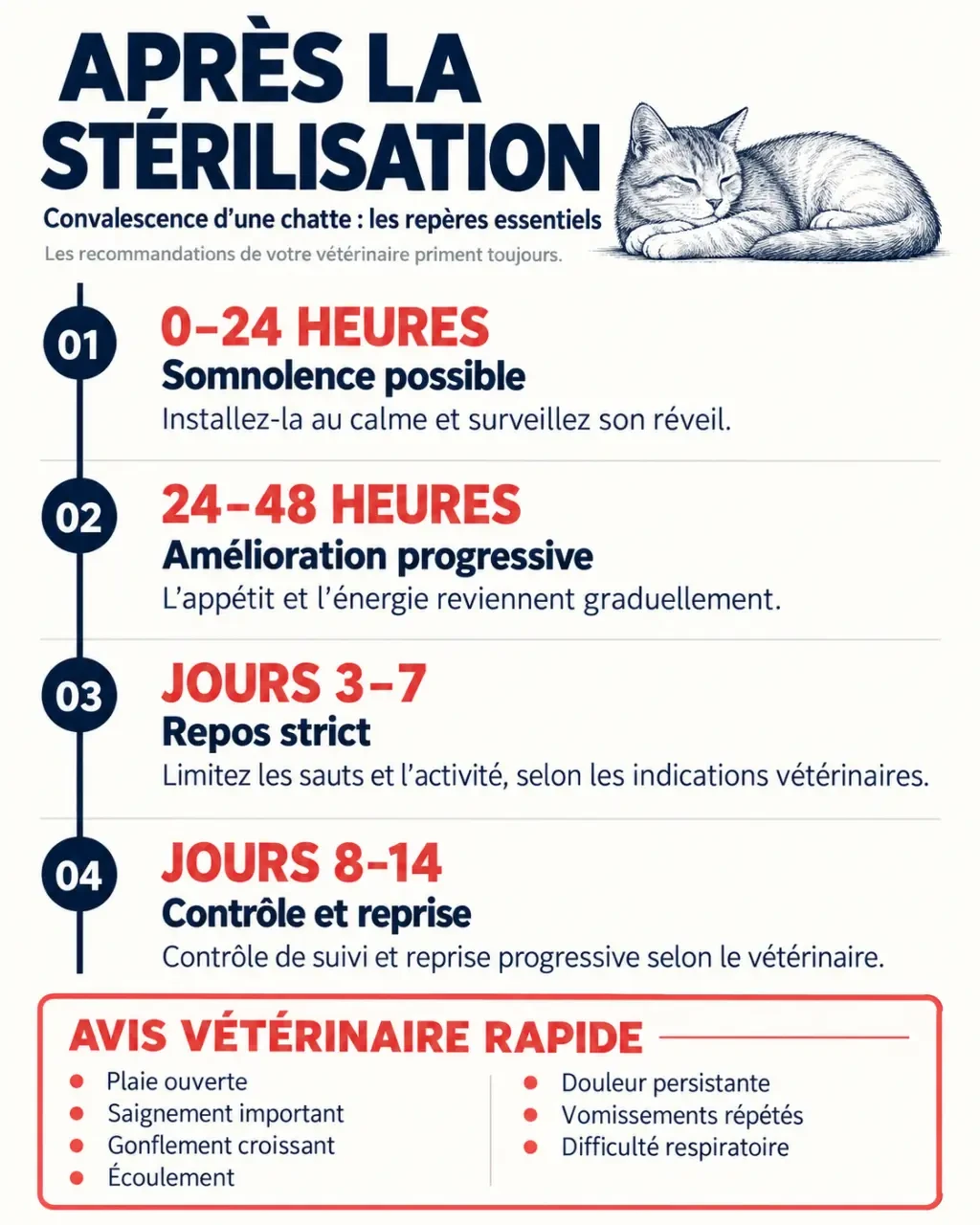 Infographie sur la stérilisation chat femelle convalescence : étapes de récupération et signes d’alerte